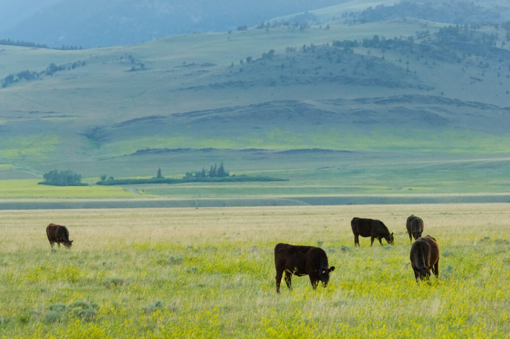 Want to learn more about Hereford cattle? We've listed some interesting facts about certified Hereford beef and where you can find it in stores.