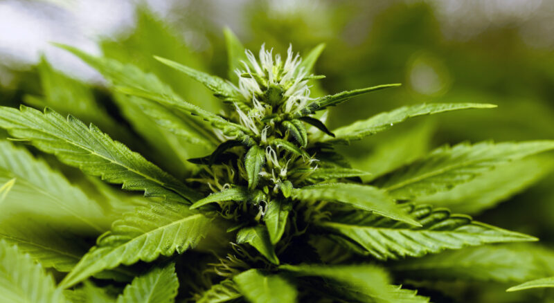 As cannabinoid and cannabis products continue to rise in popularity, explore everything you need to know when shopping for Delta 8 THC!